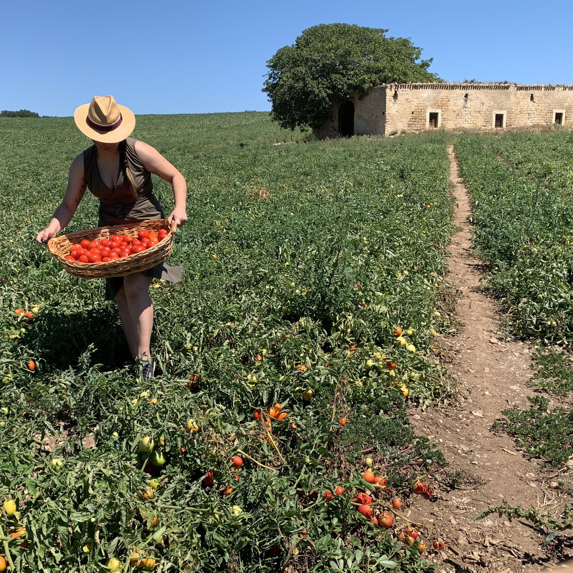 Italian Tomato Harvest