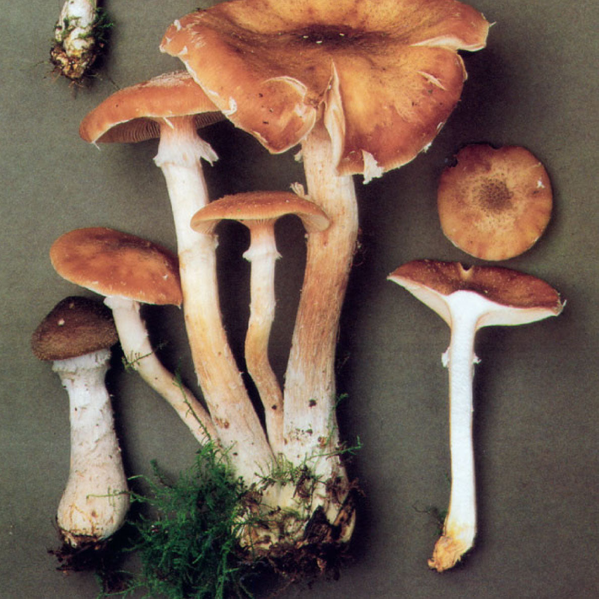 Porcini Mushrooms